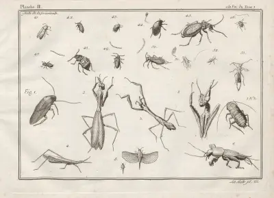 Nomenclator iconum entomologiæ Linneanæ Pl.03 av Charles-Joseph Traviès de Villers