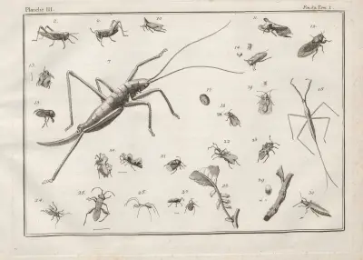 Nomenclator iconum entomologiæ Linneanæ Pl.04 av Charles-Joseph Traviès de Villers