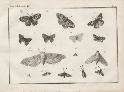 Nomenclator iconum entomologiæ Linneanæ Pl.06 av Charles-Joseph Traviès de Villers