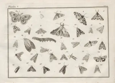 Nomenclator iconum entomologiæ Linneanæ Pl.07 av Charles-Joseph Traviès de Villers