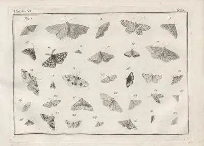 Nomenclator iconum entomologiæ Linneanæ Pl.08 av Charles-Joseph Traviès de Villers