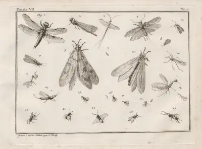 Nomenclator iconum entomologiæ Linneanæ Pl.09 av Charles-Joseph Traviès de Villers