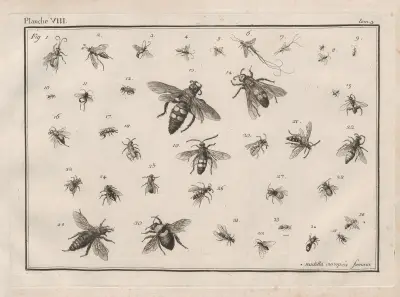 Nomenclator iconum entomologiæ Linneanæ Pl.10 av Charles-Joseph Traviès de Villers