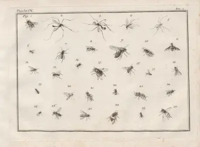 Nomenclator iconum entomologiæ Linneanæ Pl.11 av Charles-Joseph Traviès de Villers