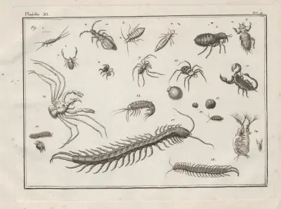 Nomenclator iconum entomologiæ Linneanæ Pl.13 av Charles-Joseph Traviès de Villers