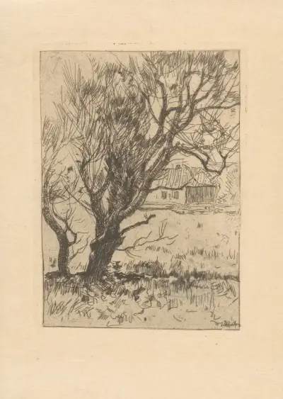 Boomstudie av Willem de Zwart