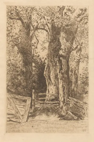 Boomstudie av Willem de Zwart