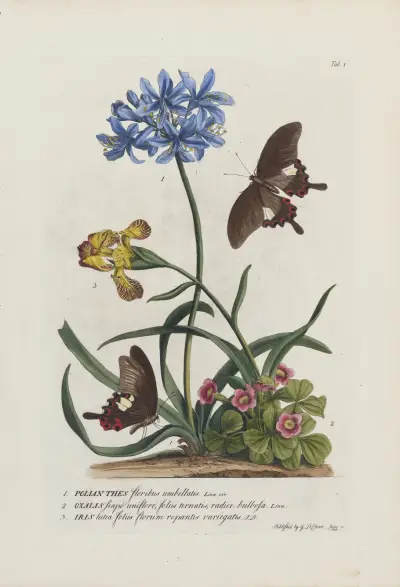 1.Polianthes 2.Oxalis 3.Iris av Georg Dionysius Ehret