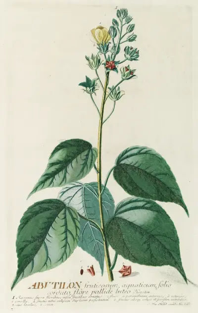 Abutilon von Georg Dionysius Ehret