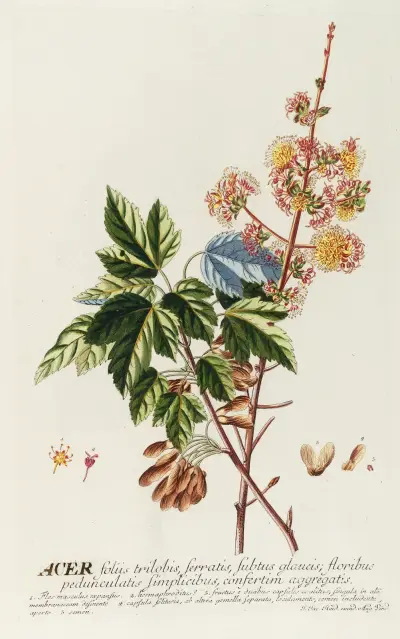 Acer II von Georg Dionysius Ehret