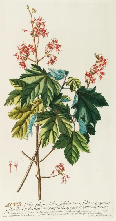 Acer von Georg Dionysius Ehret