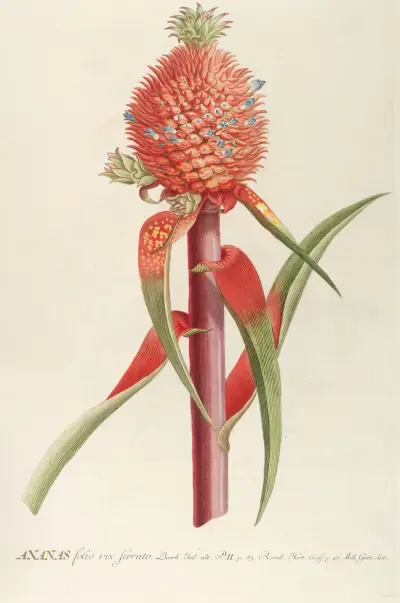 Ananas II von Georg Dionysius Ehret