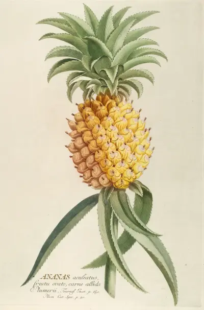 Ananas von Georg Dionysius Ehret