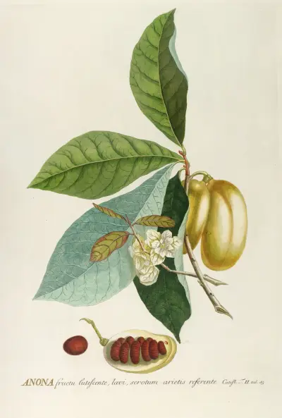 Anona von Georg Dionysius Ehret