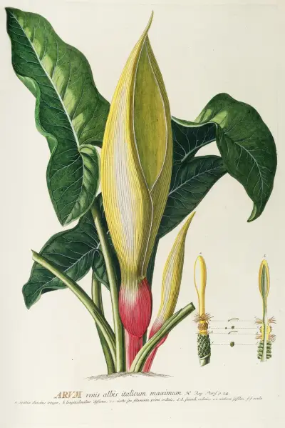 Arum von Georg Dionysius Ehret