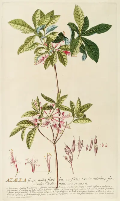 Azalea von Georg Dionysius Ehret