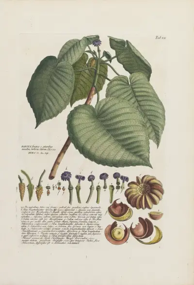 Baruce av Georg Dionysius Ehret