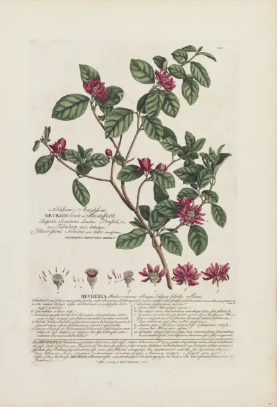 Bevreria av Georg Dionysius Ehret