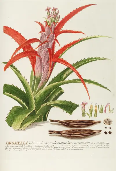 Bromelia von Georg Dionysius Ehret