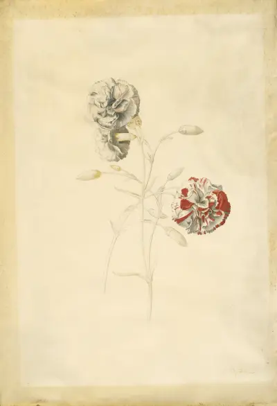 Carnations von Georg Dionysius Ehret