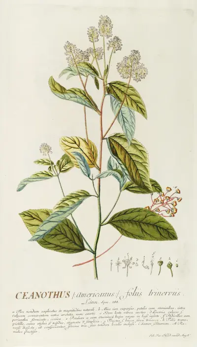 Ceanothus von Georg Dionysius Ehret