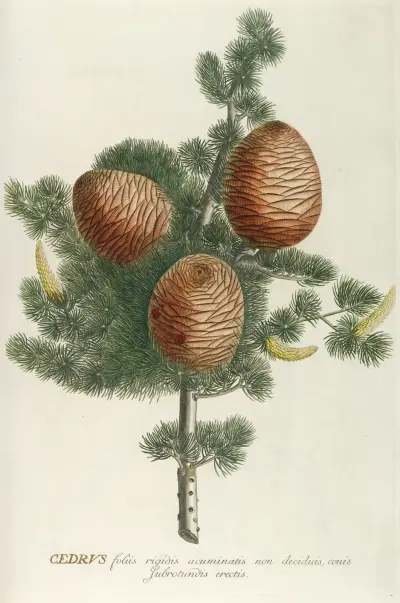 Cedrus von Georg Dionysius Ehret