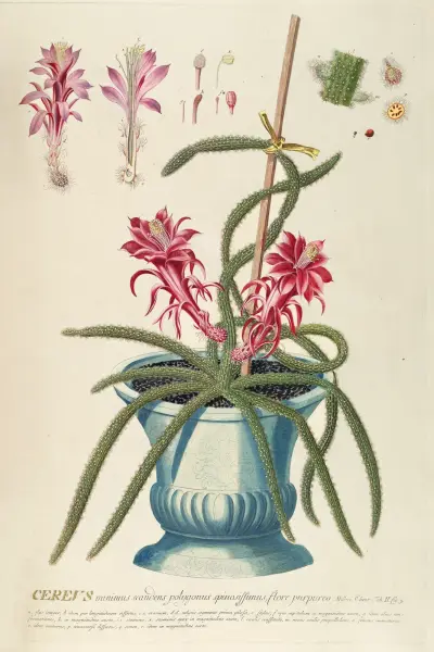Cereus II von Georg Dionysius Ehret