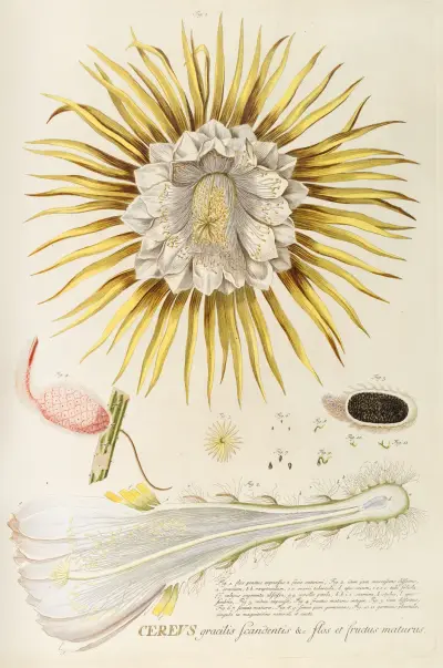 Cereus IV von Georg Dionysius Ehret