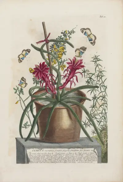 Cereus av Georg Dionysius Ehret