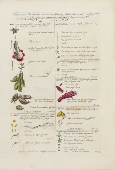 Characters of flowers (Characteris plantarum), 1748 – nr 2 av Georg Dionysius Ehret