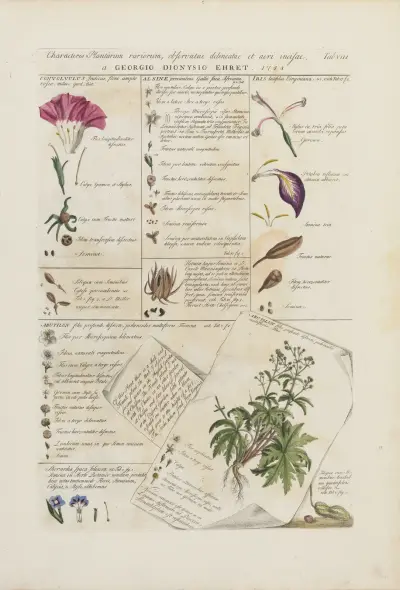 Characters of flowers (Characteris plantarum), 1748 – nr 1 av Georg Dionysius Ehret