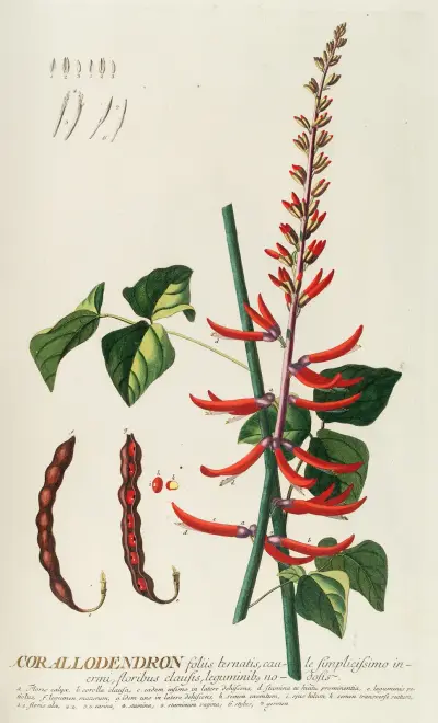 Corallodendron II von Georg Dionysius Ehret