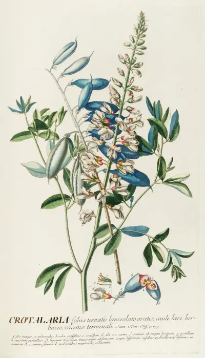 Crotalaria II von Georg Dionysius Ehret