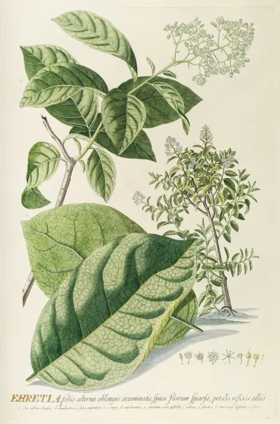 Ehretia von Georg Dionysius Ehret