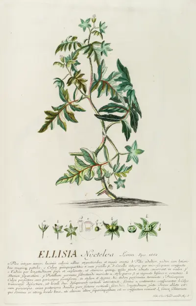 Ellisia von Georg Dionysius Ehret