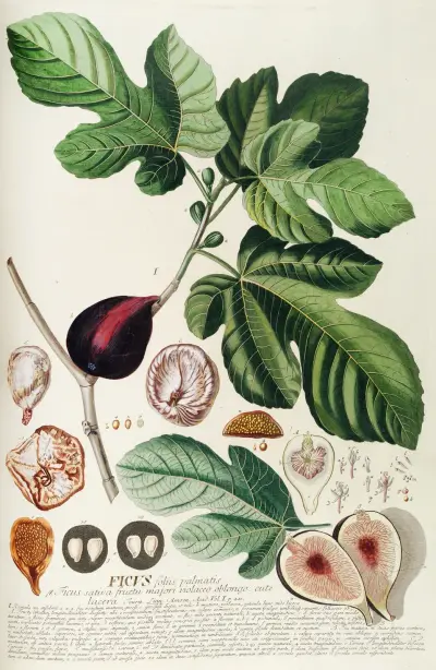 Ficus II von Georg Dionysius Ehret