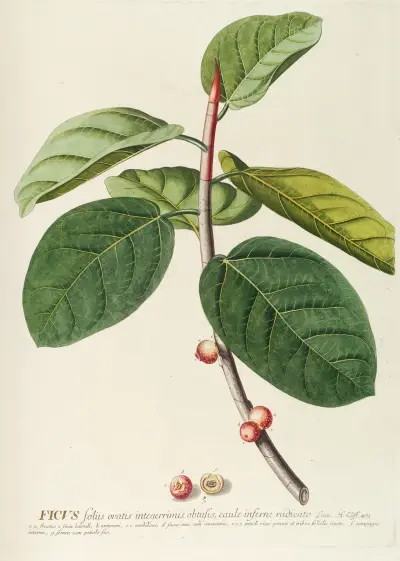 Ficus von Georg Dionysius Ehret