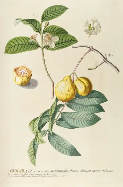 Guaiaba von Georg Dionysius Ehret