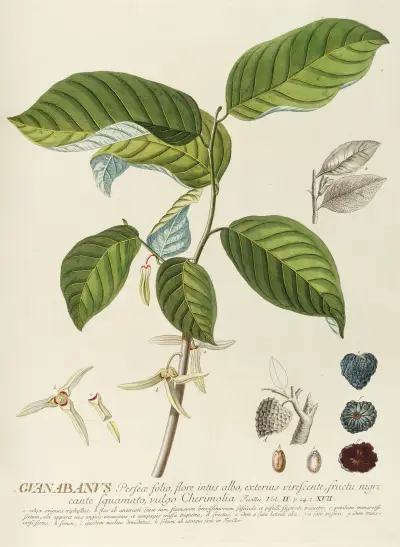 Guanabanus von Georg Dionysius Ehret