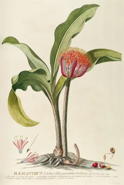 Haemanthus av Georg Dionysius Ehret