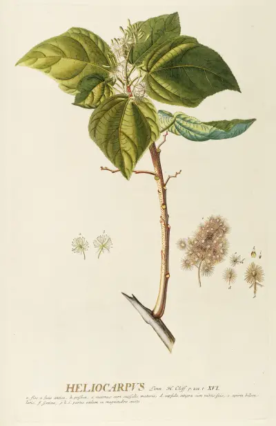Heliocarpus von Georg Dionysius Ehret