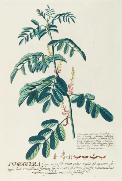 Indigofera II von Georg Dionysius Ehret