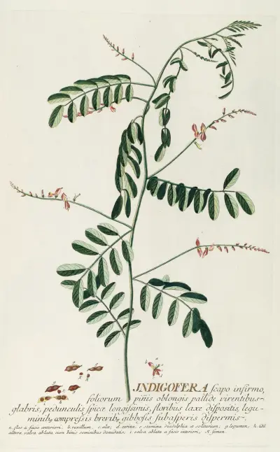 Indigofera III von Georg Dionysius Ehret