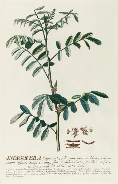 Indigofera von Georg Dionysius Ehret