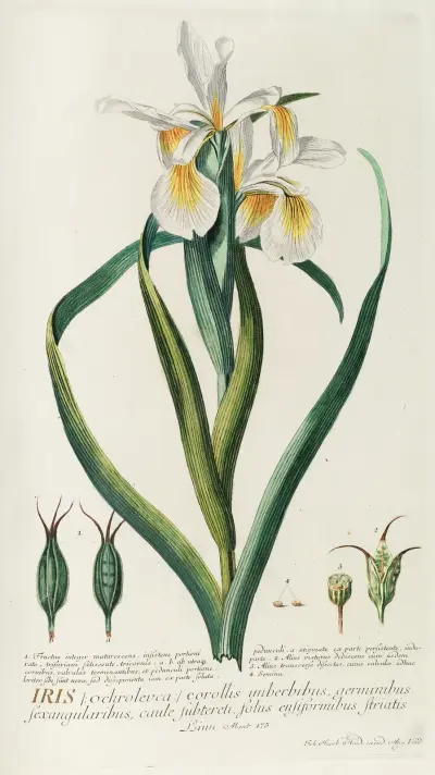 Iris von Georg Dionysius Ehret