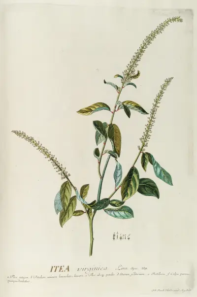 Itea von Georg Dionysius Ehret