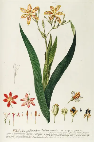 Ixia von Georg Dionysius Ehret