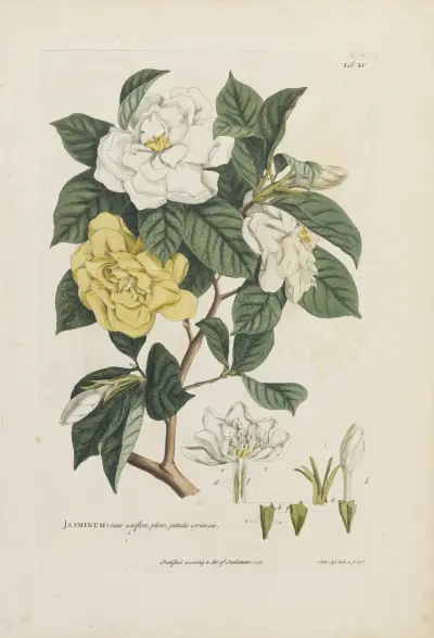 Jasminum av Georg Dionysius Ehret