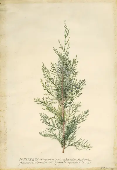 Jalovec, Georg Dionysius Ehret