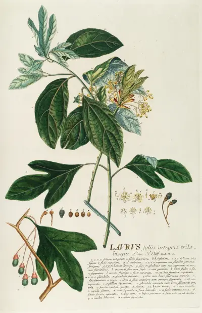 Laurus II von Georg Dionysius Ehret